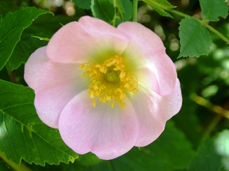 Eglantier - Wild rose - Conseils en élixirs floraux